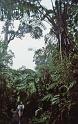 WT 0067 001-09 Hawaii Jungle